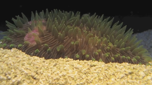 Vidéos : la naissance, ou plutôt l’excavation, de coraux sur le plancher marin.