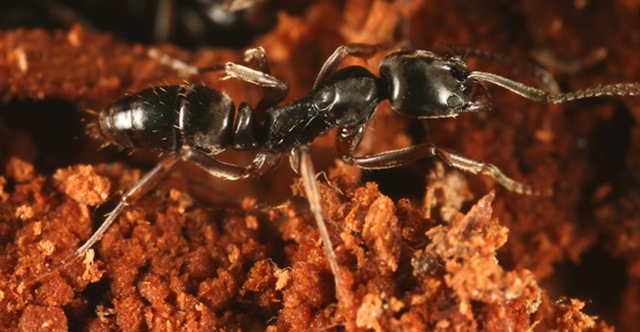 Des fourmis transportent leur collègue pour récupérer de la nourriture trop volumineuse.