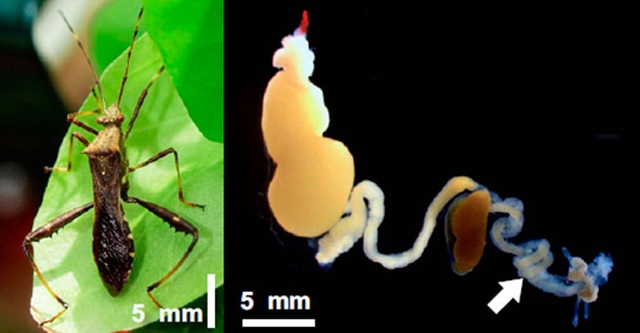 Relation symbiotique : des bactéries se joignent aux insectes dans leur guerre contre les pesticides.