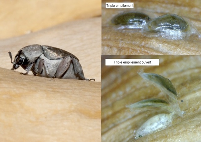 Des coléoptères pondent des boucliers pour protéger leur progéniture d’une guêpe parasite.