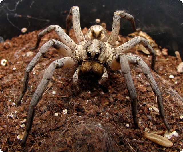 Vengeance : l’araignée loup est la première espèce dont les mâles cannibalisent les femelles.