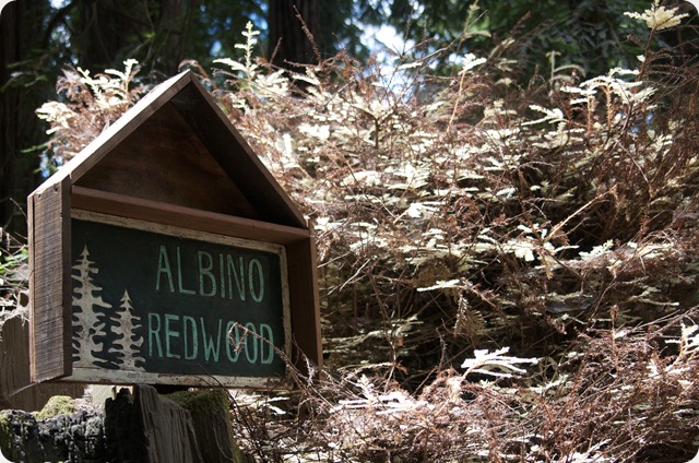 L’arbre albinos et vampire de la forêt de Redwood.