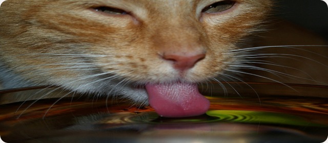 Découverte : Comment les chats boivent du lait sans se mouiller le menton.