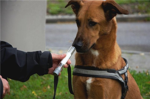 Des chiens peuvent détecter l’éventuelle présence d’un cancer du poumon à partir de notre haleine.