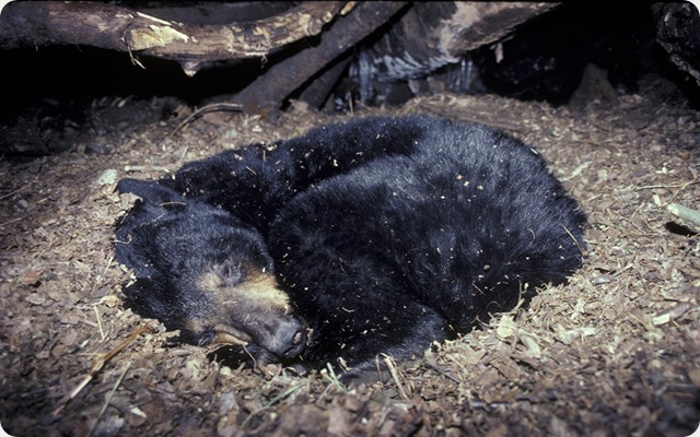 Des découvertes sur la mystérieuse hibernation de l’ours, pour aider les futurs astronautes.