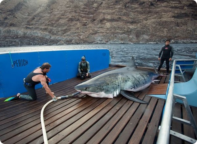 Vidéo : Le plus grand requin blanc capturé et relâché.