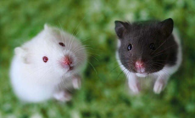 Les souris apprennent-elles à chanter à la manière des humains ?