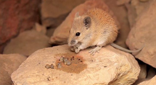 Une plante utilise les armes chimiques pour que ses graines soient recrachées, semées par des souris.