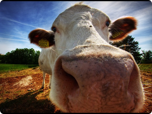 Des vaches génétiquement modifiées produisent du lait humain.