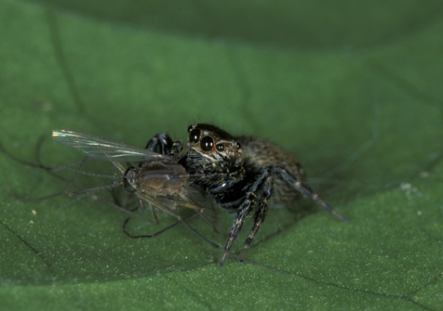 “Frankoustiques” ou comment des moustiques ont été modifiés physiquement pour tester des araignées sauteuses vampire ?