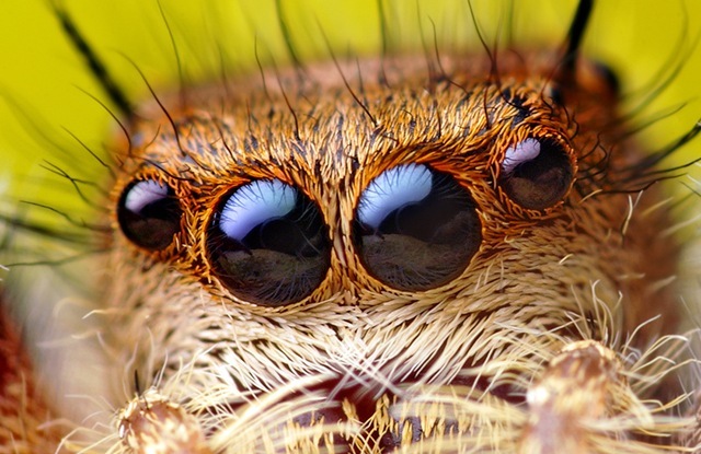 L’araignée a besoin d’une vision trouble pour observer sa proie.