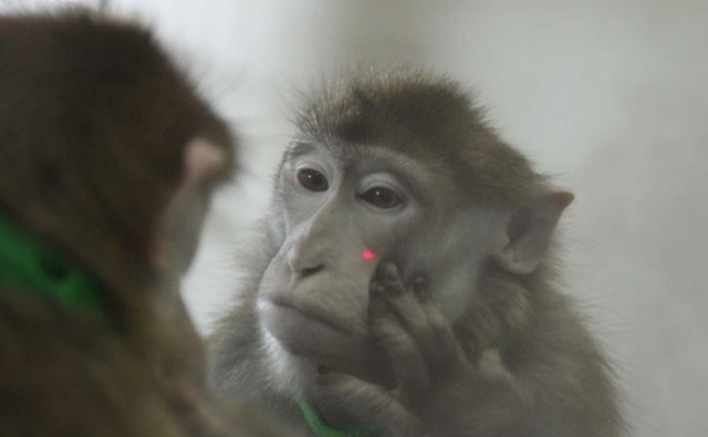 Sur les macaques formés pour se reconnaitre dans un miroir