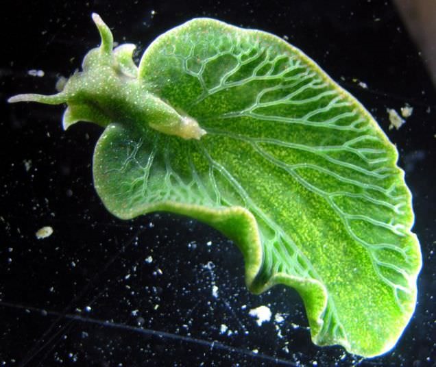 Des limaces de mer volent aux algues les gènes permettant de pratiquer la photosynthèse