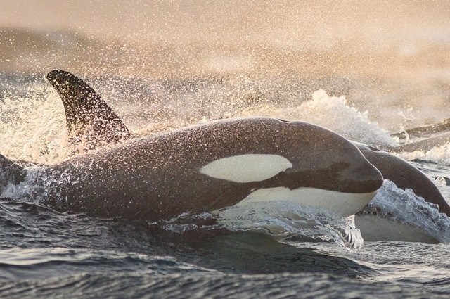Sur l’origine de la ménopause chez les femelles orques qui deviennent meneuses et dépositaires du savoir écologique