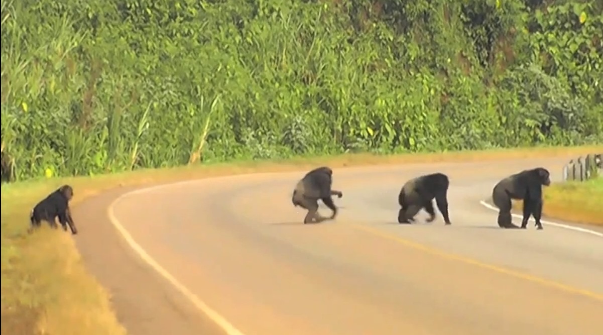 Les chimpanzés regardent des deux côtés avant de traverser la route