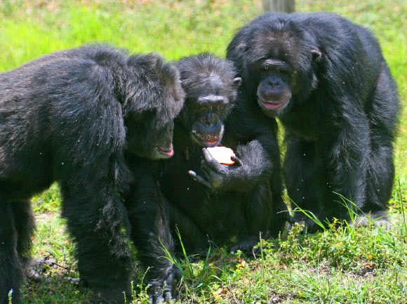 Les chimpanzés cuisineront leur nourriture s’ils disposent des outils pour le faire