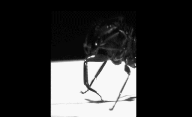 Zoom microscopique sur l’incroyable nettoyeur d’antennes multifonction de la fourmi