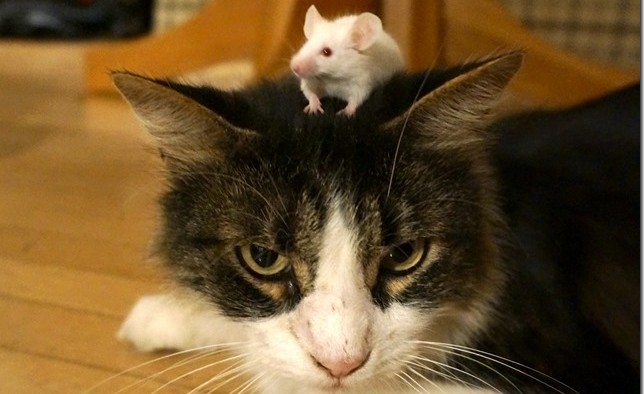 Le comble de la souris : être accoutumée à l’odeur de l’urine du chat