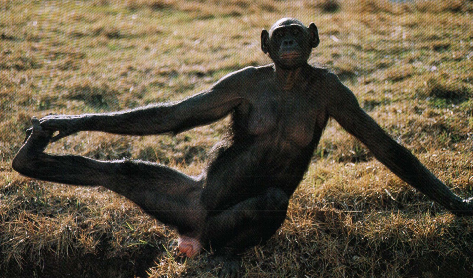 Si seulement nous avions la même sexualité que les bonobos
