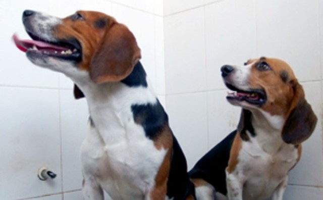 Les premier chiens (super musclés) aux gènes édités en Chine