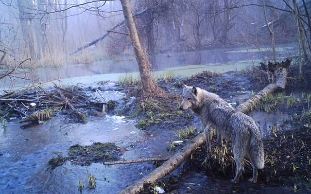 Pour les mammifères de Tchernobyl, les êtres humains sont pires qu’une catastrophe nucléaire