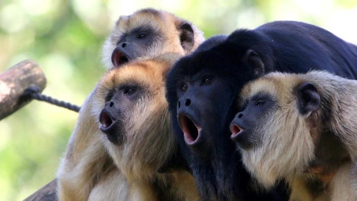 Les singes aux plus puissants hurlements ont les plus petits testicules et inversement