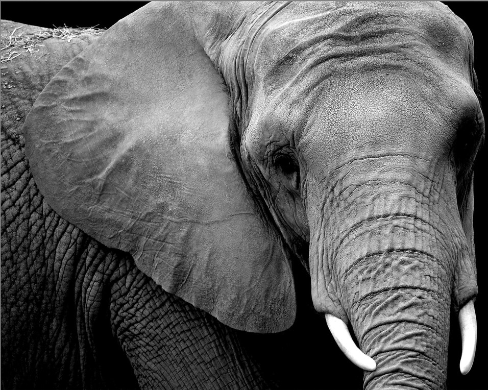 Pourquoi les éléphants sont-ils rarement atteints par le cancer ?