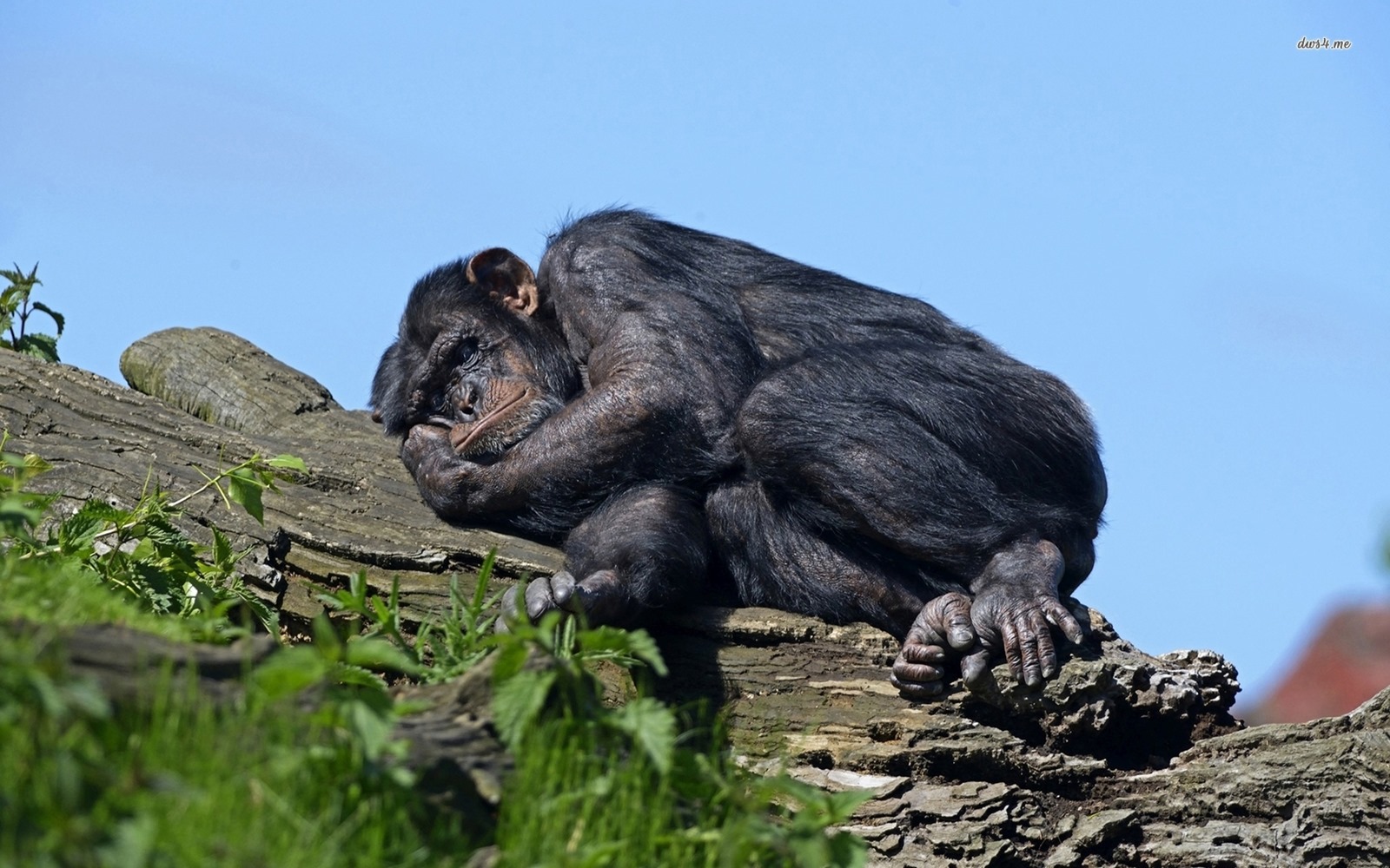 Pourquoi les humains dorment-ils beaucoup moins que leurs cousins primates ?