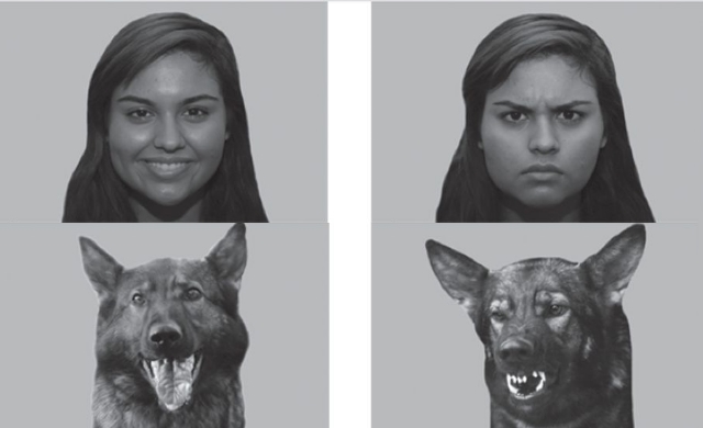 Le son et l’image permettent aux chiens de déterminer nos émotions