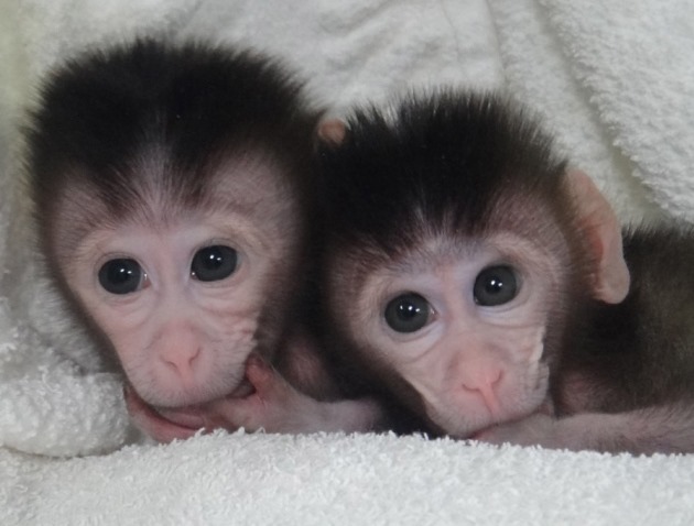 Des singes génétiquement modifiés pour présenter les symptômes de l’autisme humain