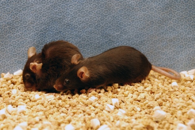 En les débarrassant de leurs cellules HS des souris ont vécue 25 % plus longtemps et en bonne santé