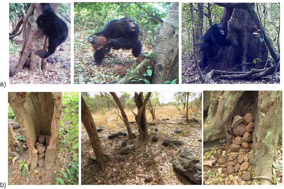 Des chimpanzés accomplissent un mystérieux rituel en accumulant des pierres au pied d’arbres spécifiques