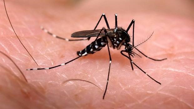 Le virus Zika devrait faire son arrivée en Europe cet été