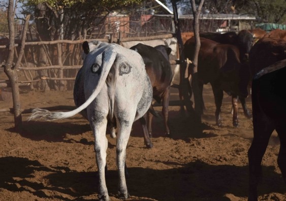 Des scientifiques dessinent des yeux sur le postérieur des vaches pour les protéger ainsi que leurs prédateurs