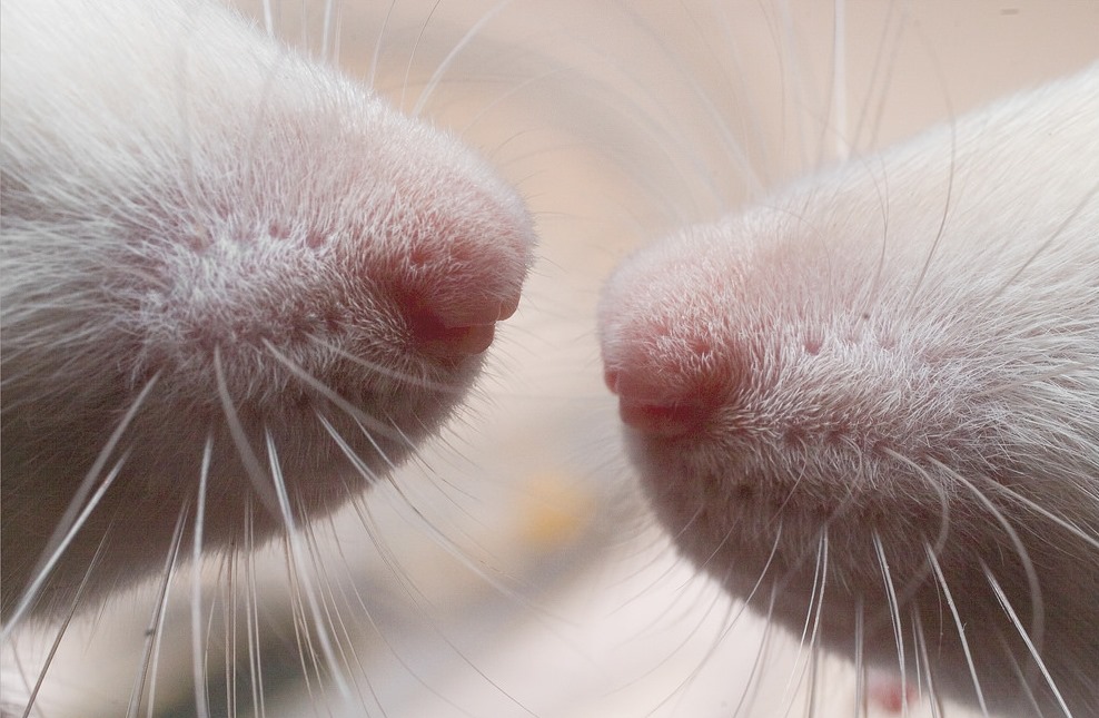 Les rats utilisent leurs moustaches pour connaitre la direction du vent