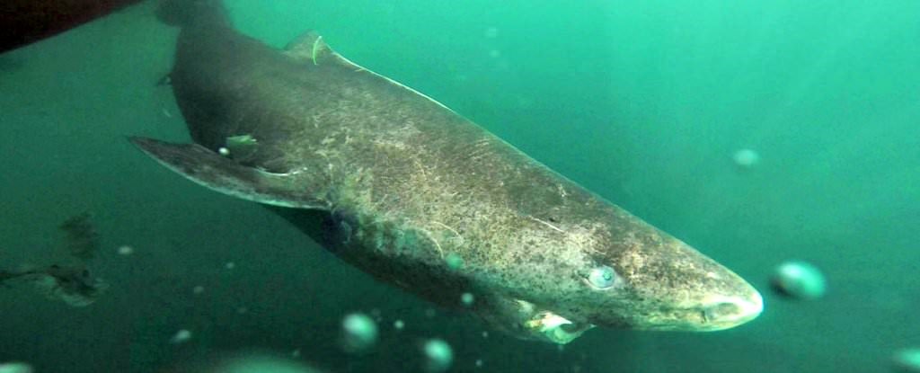 Avec ses 392 ans, le requin du Groenland est le plus vieux vertébré vivant sur Terre