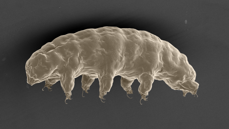 Comment l’indestructible tardigrade pourrait protéger les humains des radiations ?