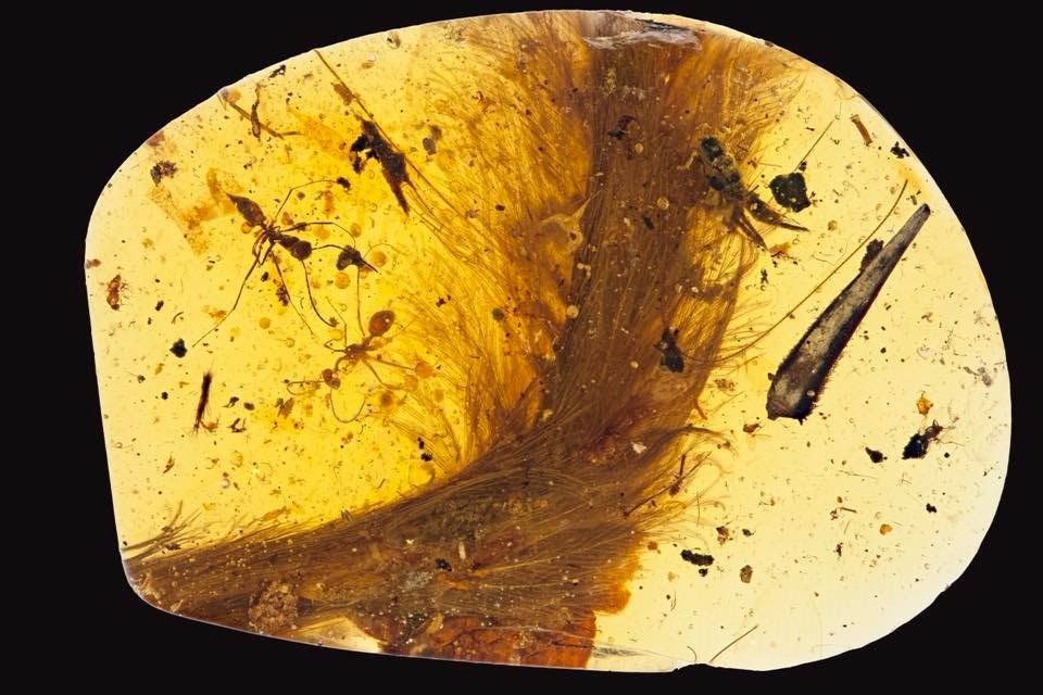 La queue d’un dinosaure, avec ses plumes, dans un morceau d’ambre