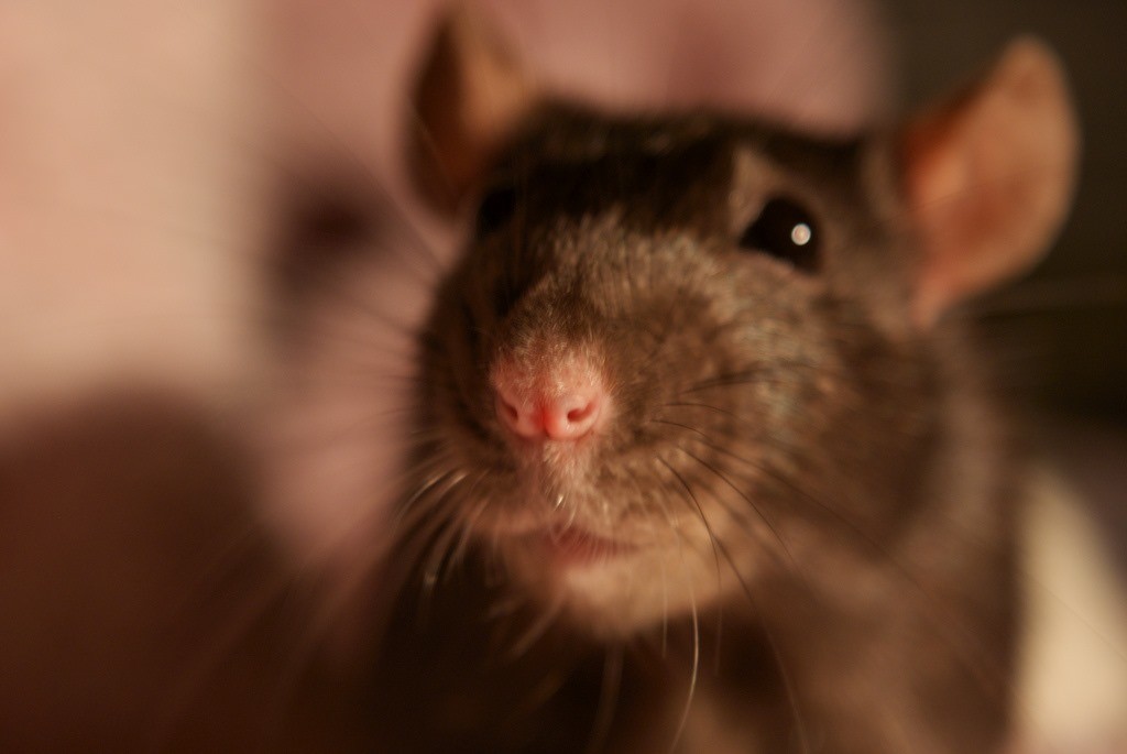 A quoi le sourire d’un rat ressemble-t-il ?