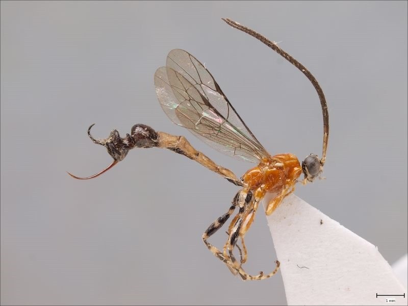Caramba ! : Cette espèce de guêpe parasite à une tête de fourmis en guise de derrière