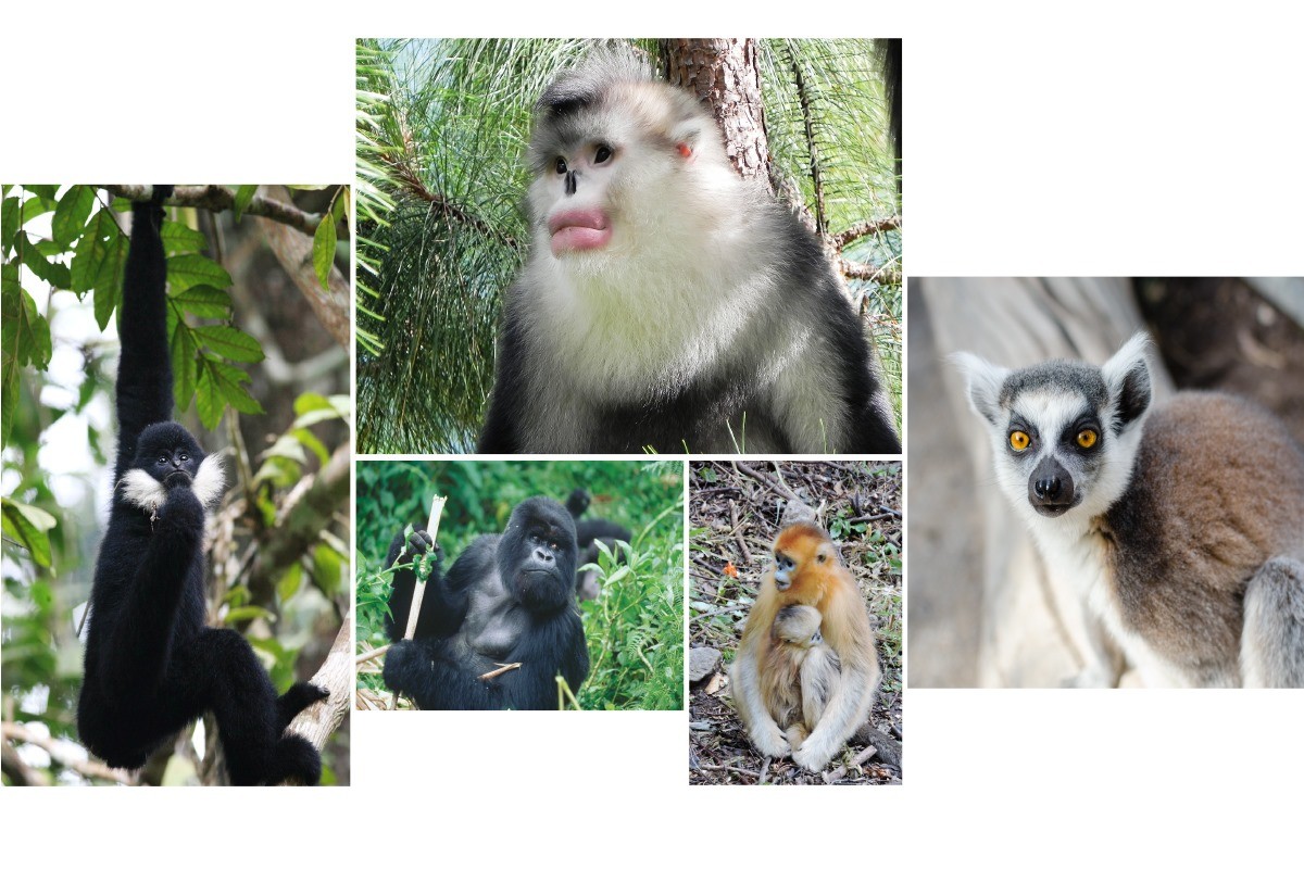 D’ici 2040, au moins 60 % des centaines d’espèces de primates sur Terre pourraient disparaitre ! La faute à…