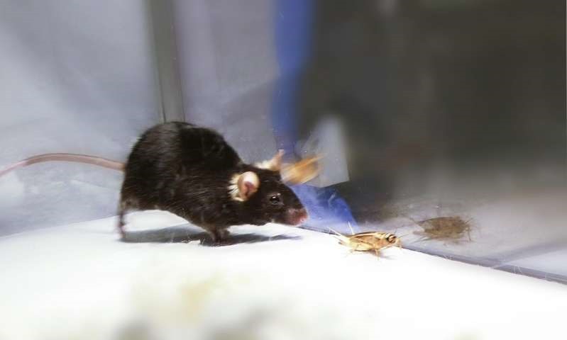 Des chercheurs contrôlent par la lumière l’instinct de chasse et de mise à mort de souris