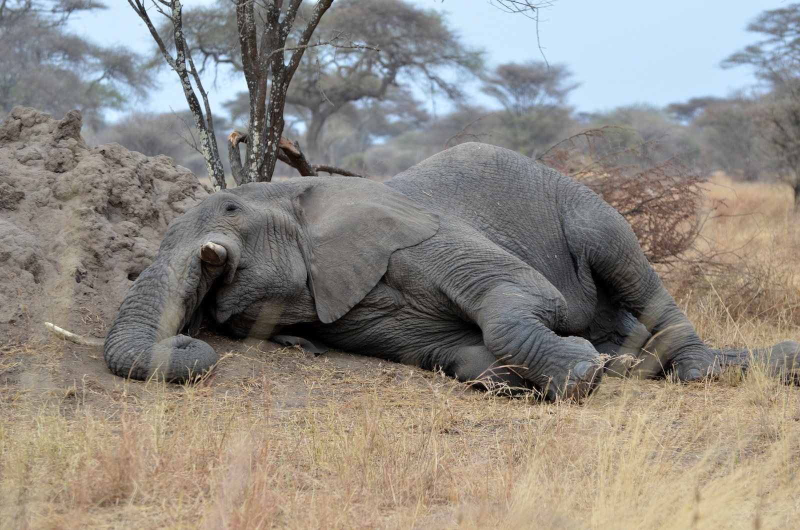 Les éléphants pourraient être les plus petits dormeurs de tous les mammifères