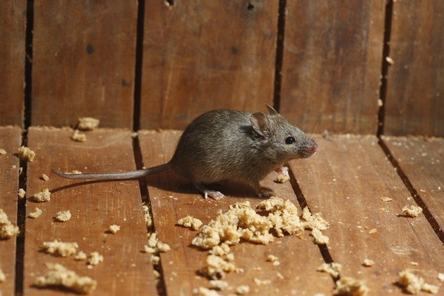 Les souris domestiques cohabitent avec l’humain depuis 15 000 ans