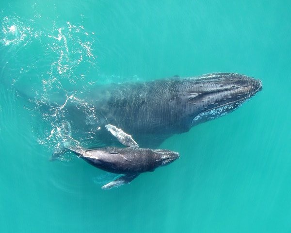 Les baleineaux s’adressent à leur mère en chuchotant pour éviter d’être repérés