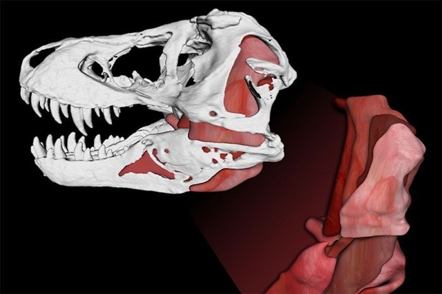 Avec quelle force un Tyrannosaurus Rex broyait-il les os de ses malheureuses victimes ?