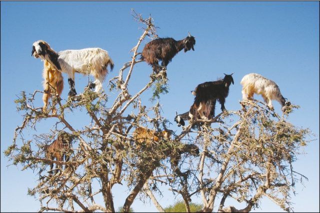 Ces chèvres grimpeuses ont une manière bien à elles de disperser les graines de leur arbre