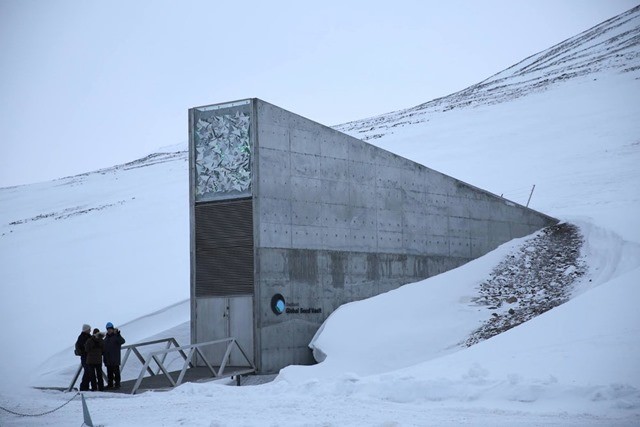 Dérèglement climatique : la Réserve mondiale de semences du Svalbard commence à prendre l’eau