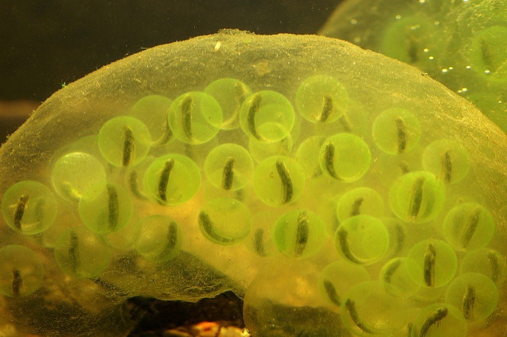 Découverte d’une toute nouvelle forme de relation symbiotique entre une algue et une salamandre