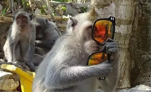 Comment les macaques à Bali en sont venus à racketter les humains ?